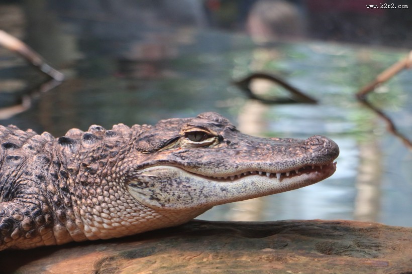 凶狠的鳄鱼图片大全