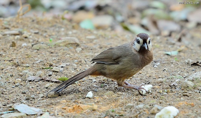 眼纹噪鹛鸟类图片大全
