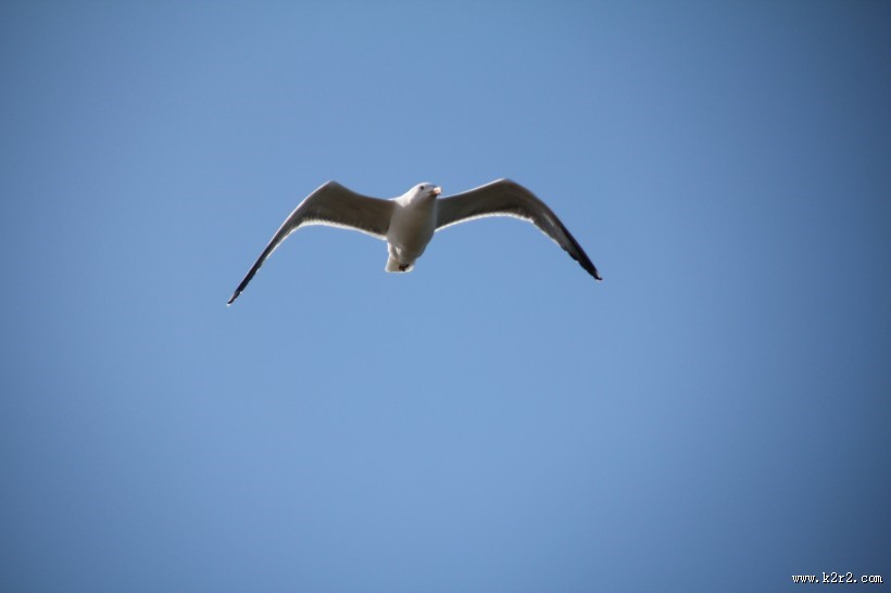 飞翔的海鸥图片大全