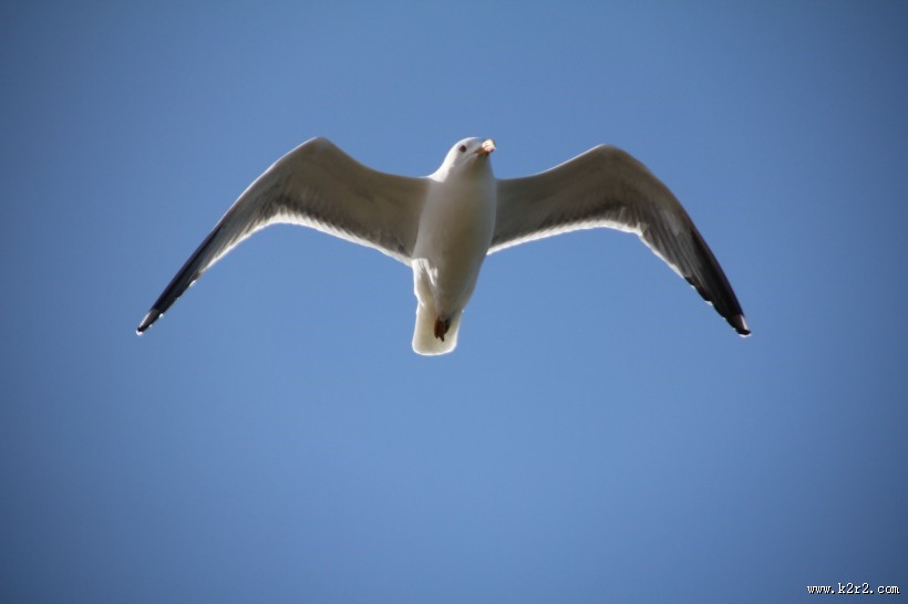 飞翔的海鸥图片大全