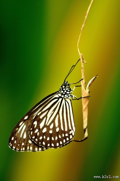 漂亮的花蝴蝶图片