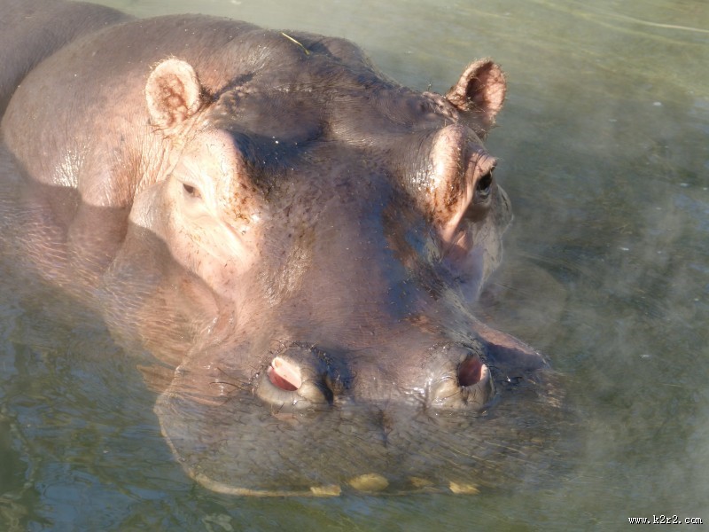 健壮的河马图片