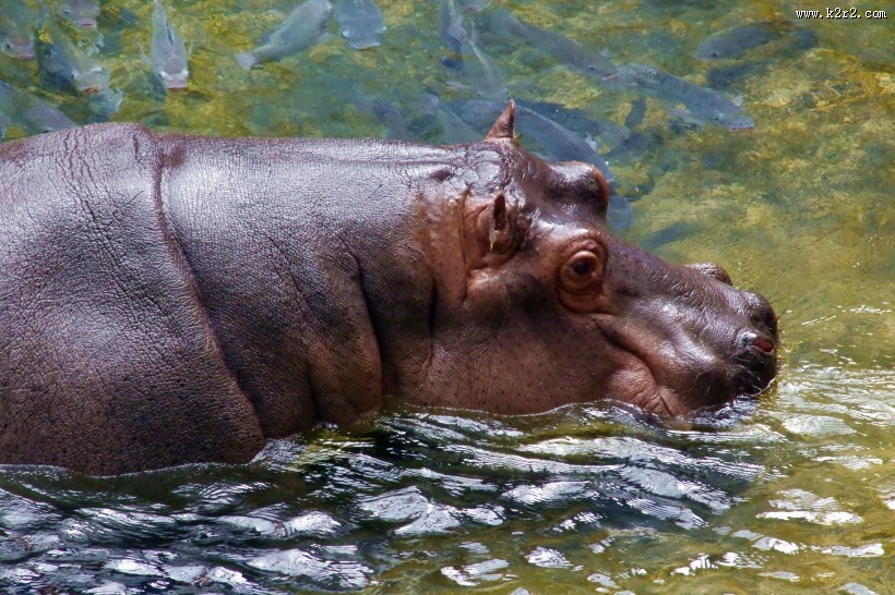 健壮的河马图片