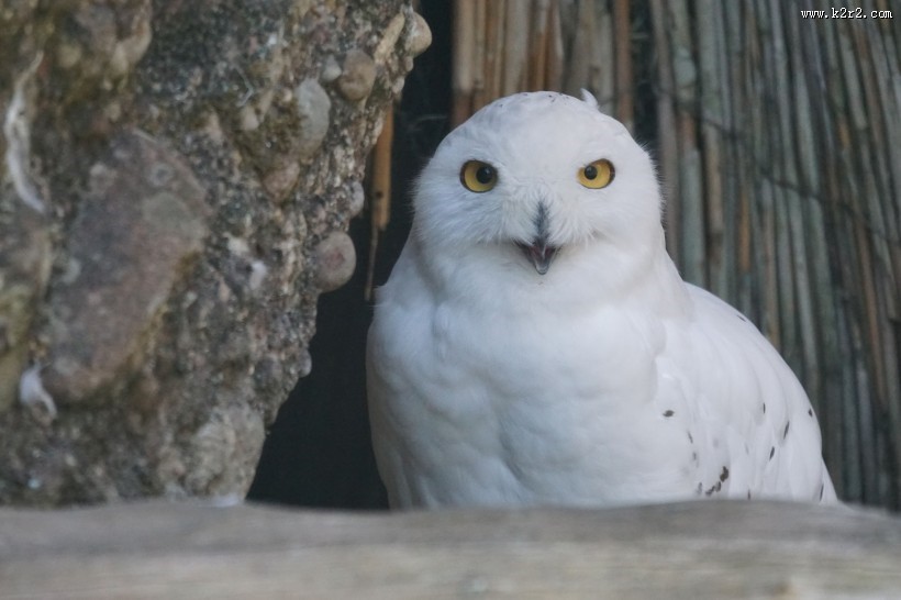 萌萌的雪鸮图片大全