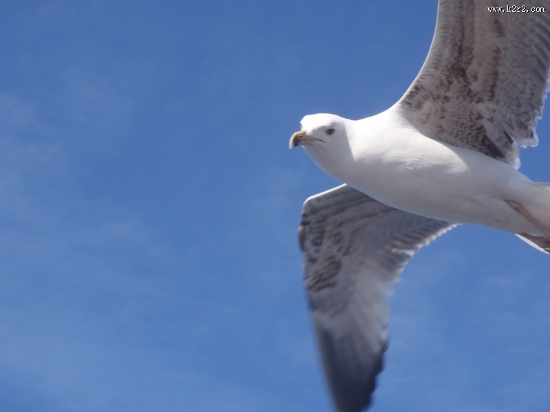 飞翔的海鸥图片