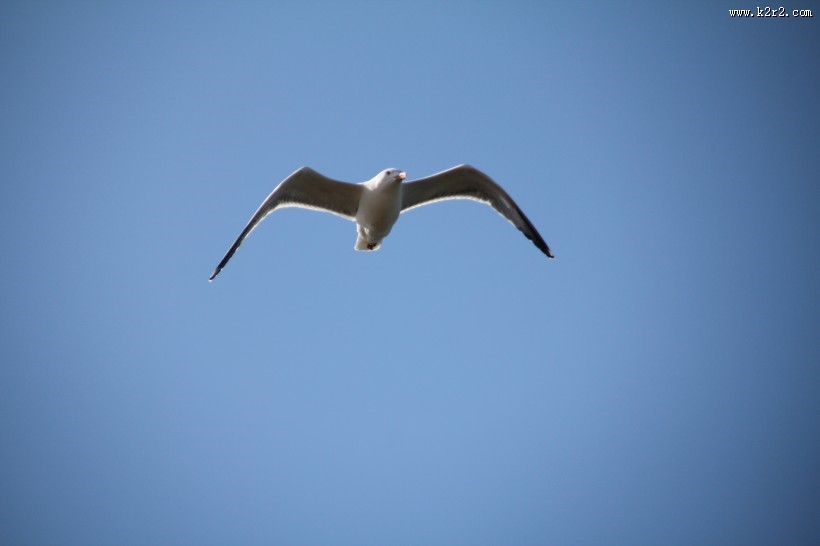 飞翔的海鸥图片