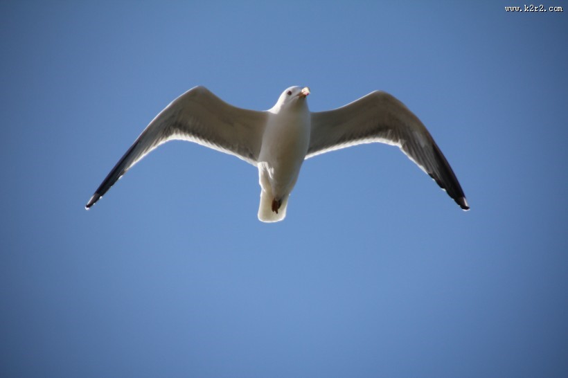 飞翔的海鸥图片