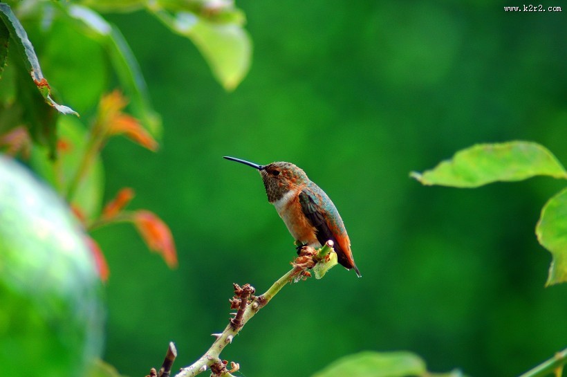 身体娇小的蜂鸟图片