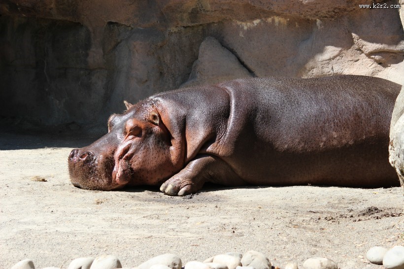 健壮的河马图片大全