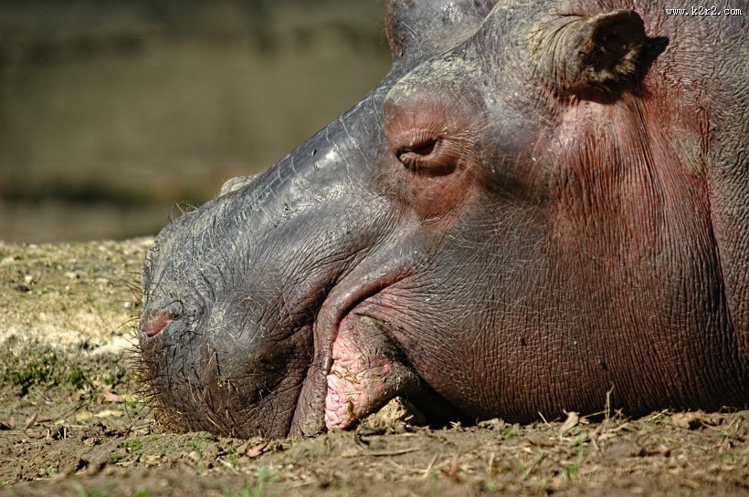 健壮的河马图片大全