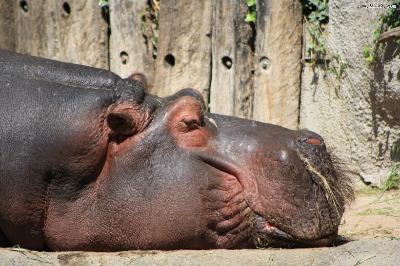 健壮的河马图片大全