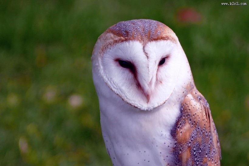 好看的谷仓猫头鹰图片大全