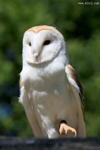 好看的谷仓猫头鹰图片大全