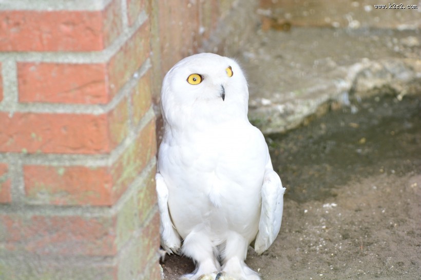 萌萌的雪鸮图片