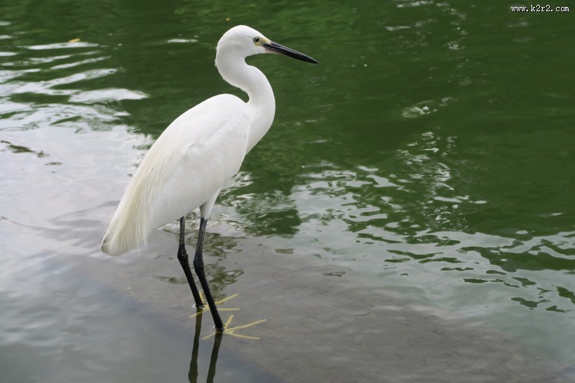 洁白的白鹭图片大全