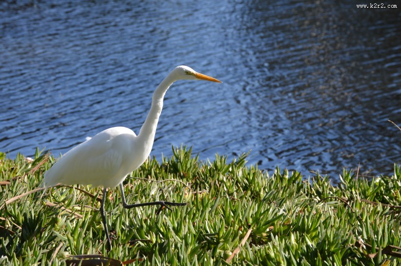 洁白的白鹭图片大全