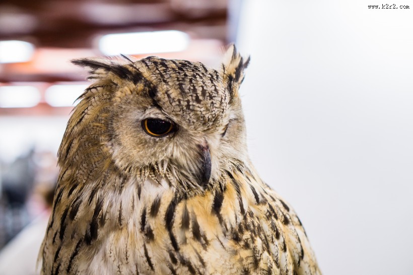 呆萌的猫头鹰图片