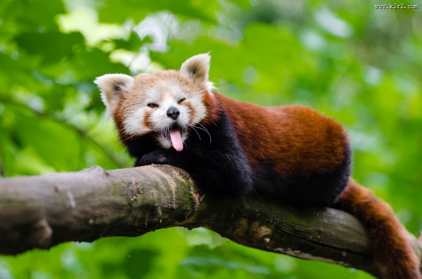 树干上的小熊猫图片