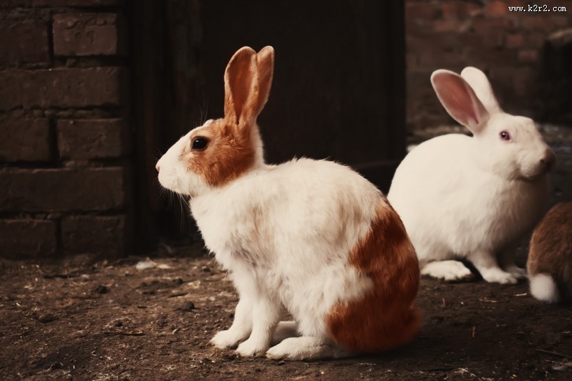 好看的兔子图片