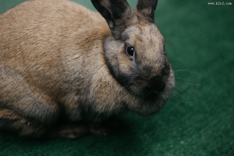 好看的兔子图片