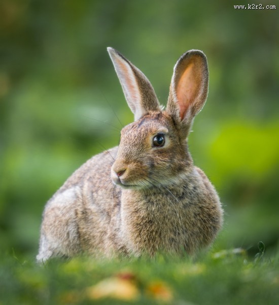 好看的兔子图片