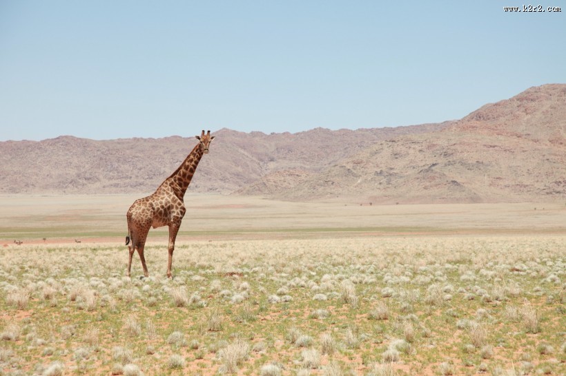 健壮的长颈鹿图片