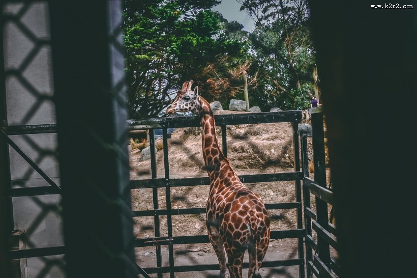 健壮的长颈鹿图片