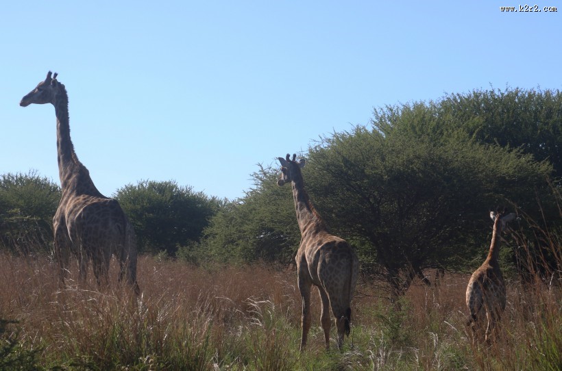 健壮的长颈鹿图片