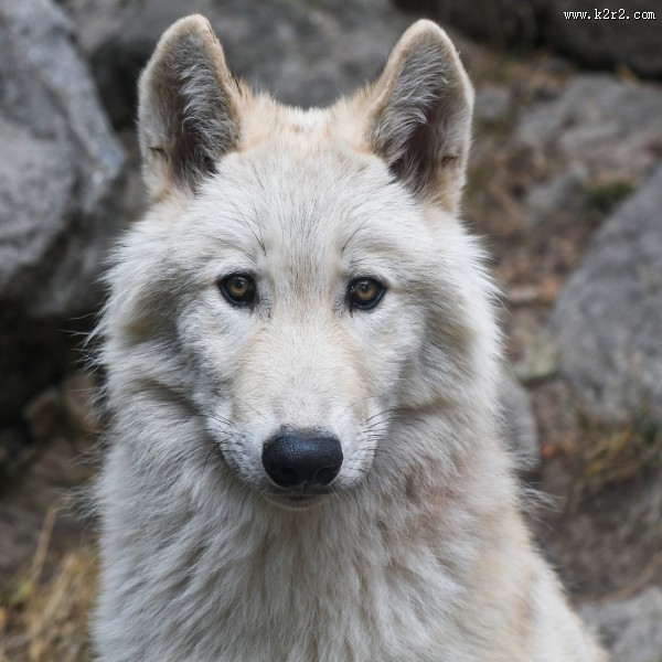 狼的头部图片大全