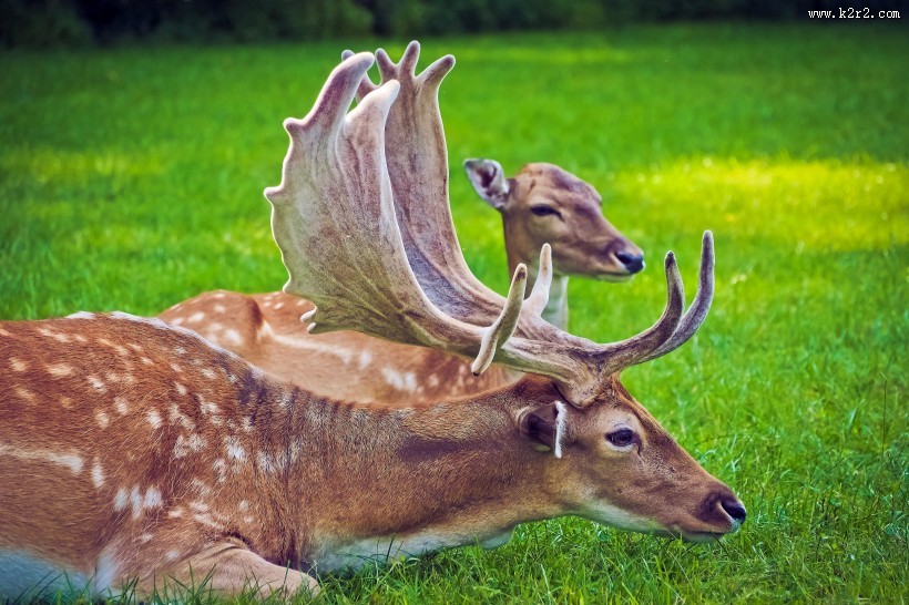 可爱的梅花鹿图片大全