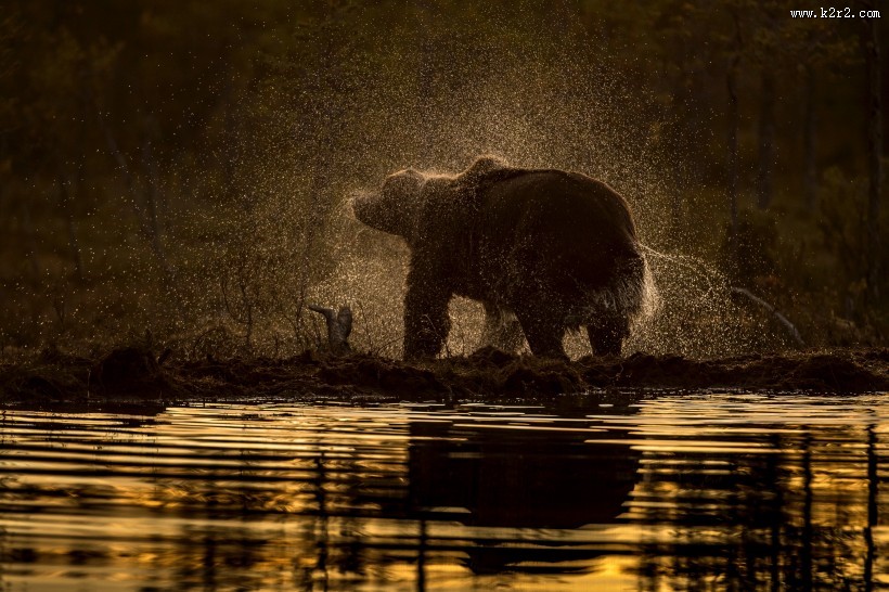 强壮的棕熊图片大全