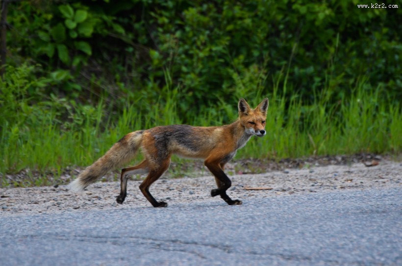 毛茸茸的狐狸图片大全