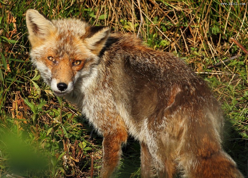 毛茸茸的狐狸图片大全