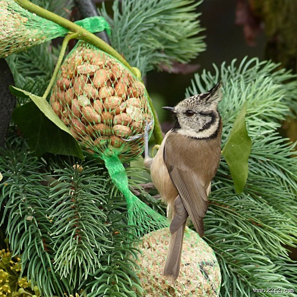 可爱的山雀图片大全