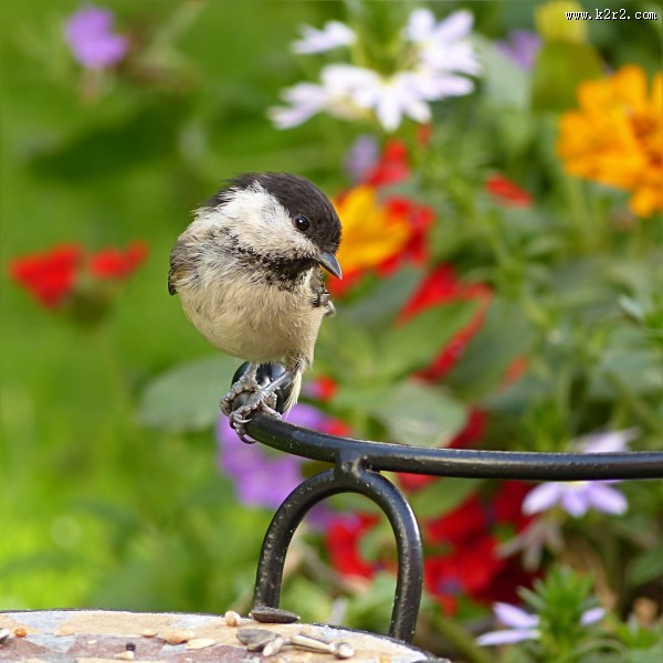 可爱的山雀图片大全