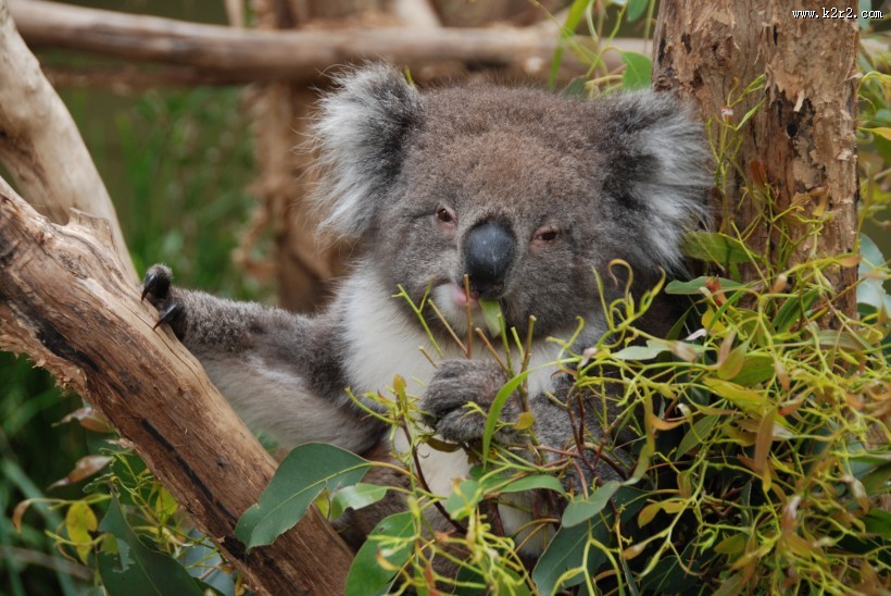 可爱的考拉图片