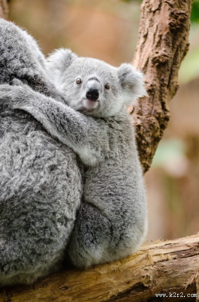 可爱的考拉图片