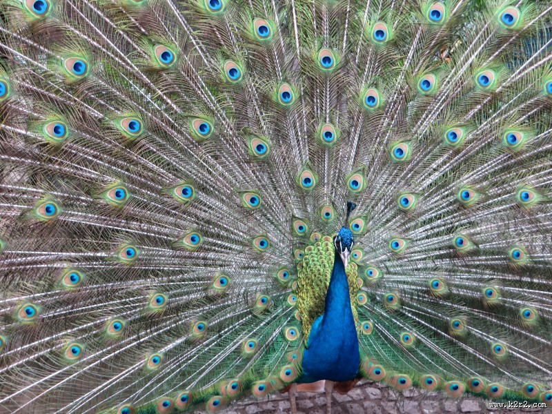 开屏的美丽孔雀图片