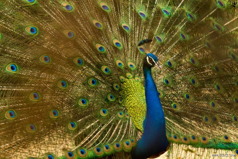 开屏的美丽孔雀图片