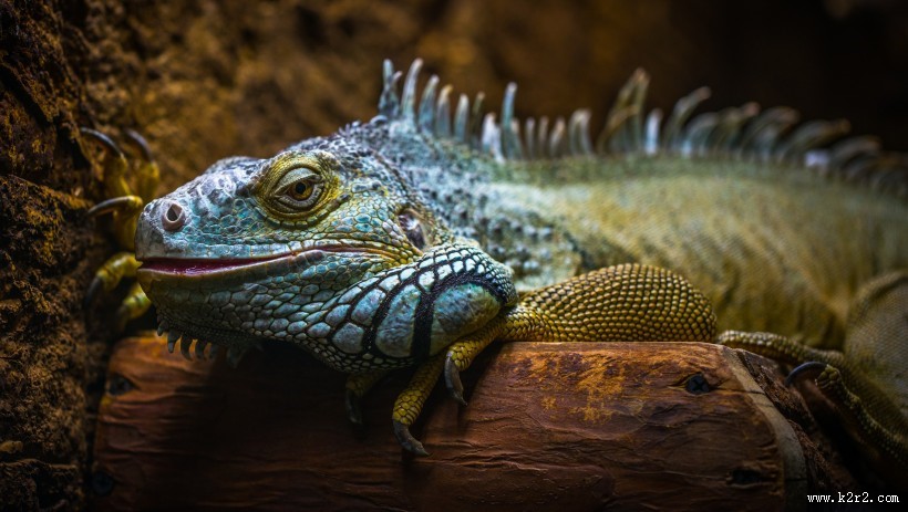 敏捷的蜥蜴图片大全