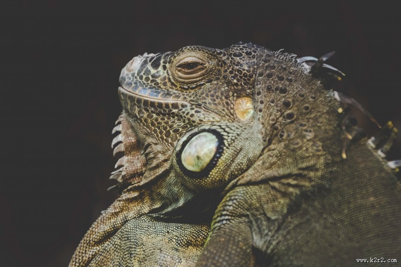 敏捷的蜥蜴图片大全