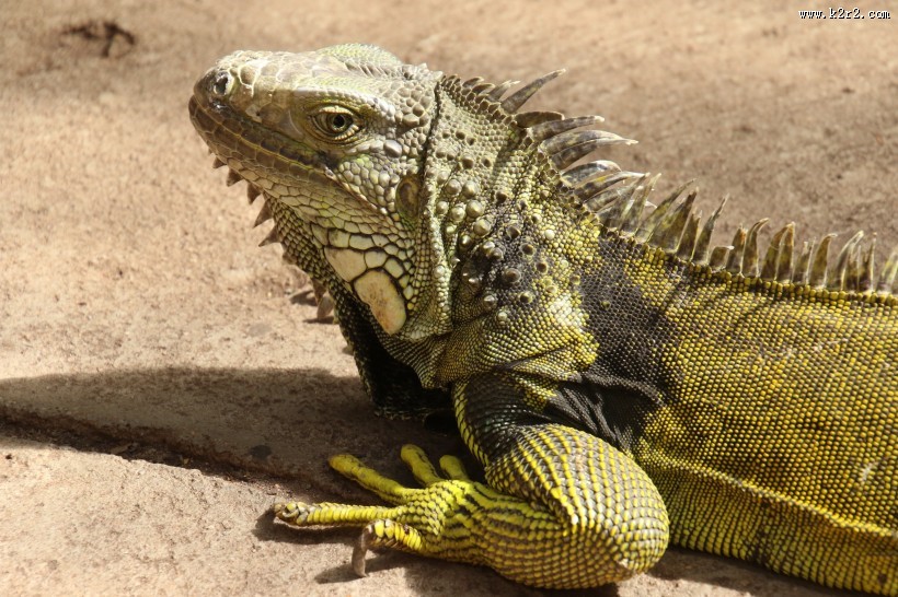 敏捷的蜥蜴图片大全