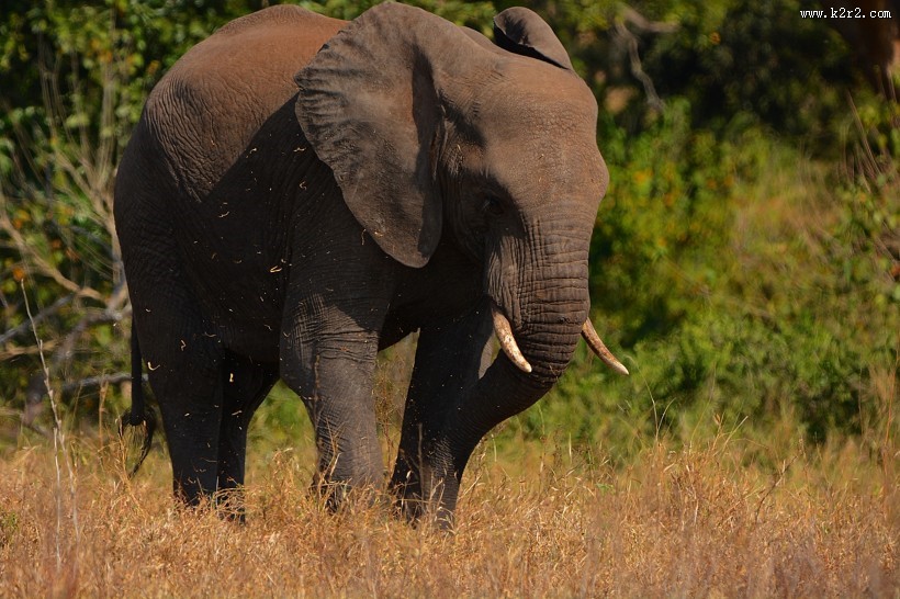有象牙的大象图片