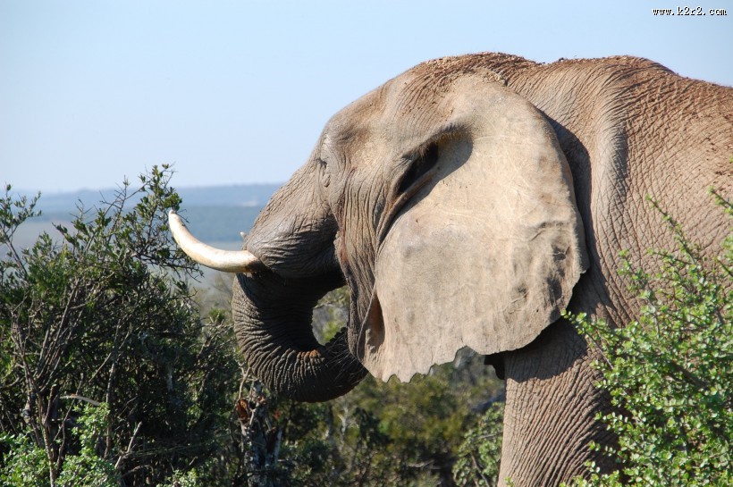 有象牙的大象图片