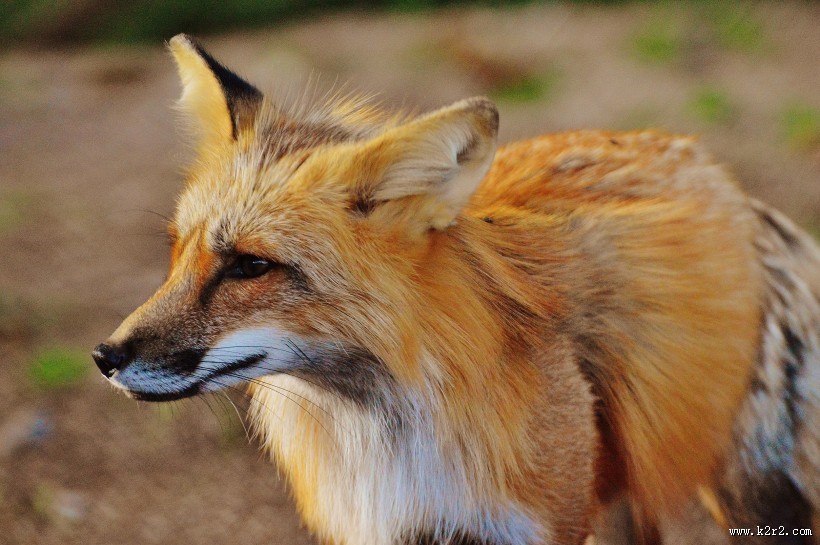 好看的狐狸图片