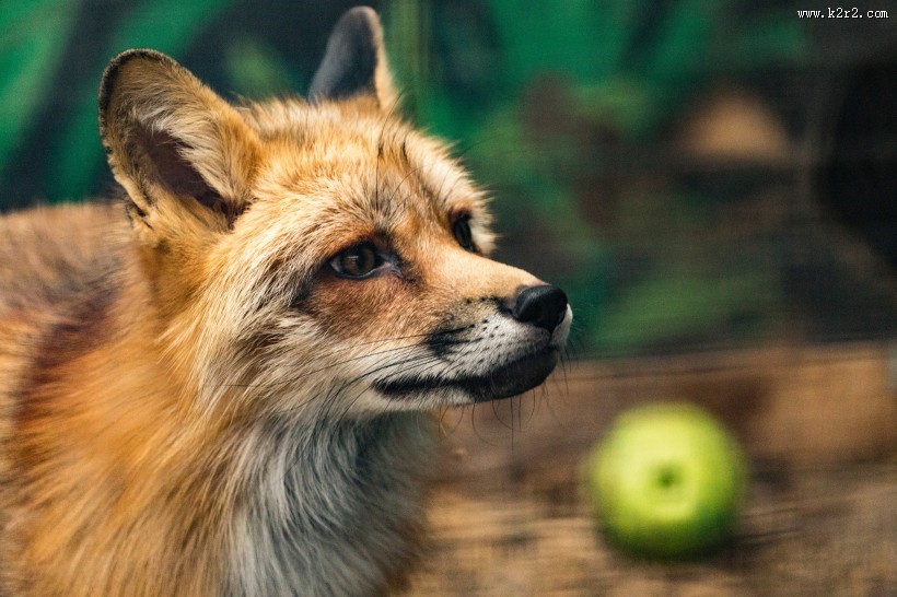 好看的狐狸图片