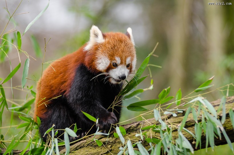 野生的小熊猫图片大全
