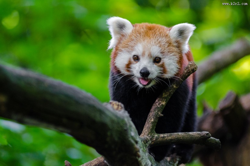 野生的小熊猫图片大全