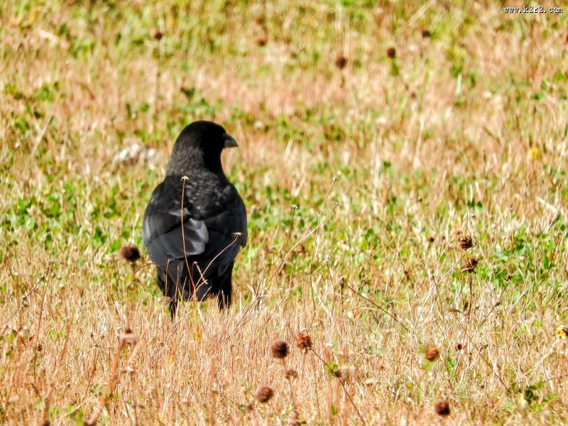 漆黑的乌鸦图片大全