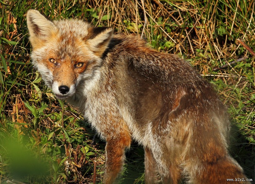 毛茸茸的狐狸图片大全
